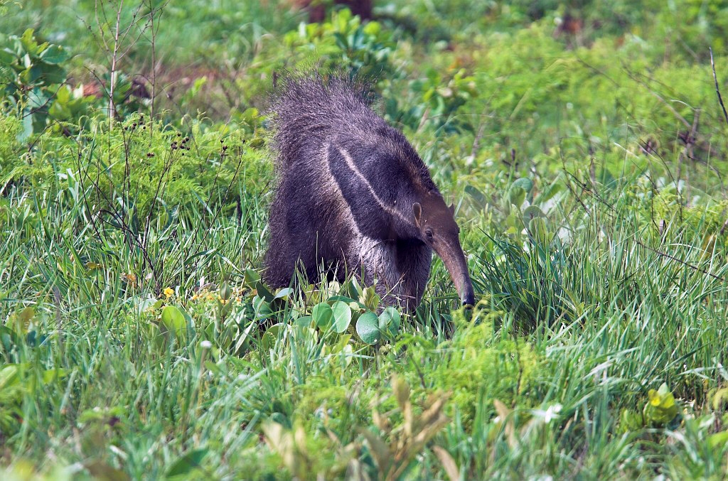 Great Anteater03-01.jpg - Giant Anteater (Myrmecophaga tridactyla), Emas N.P. Brazil 2005